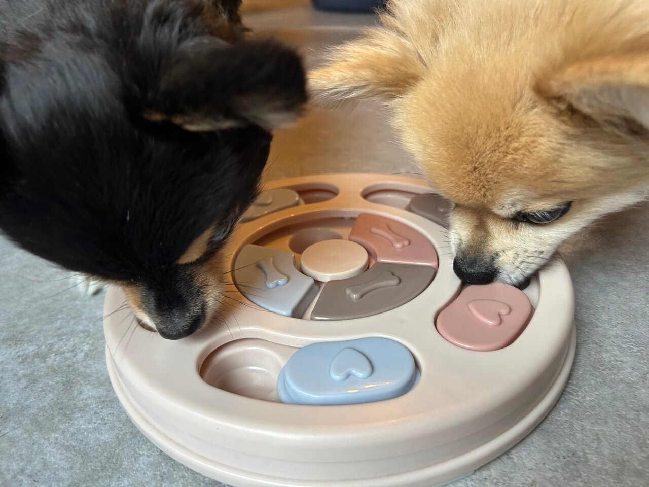 【3COINS】I had my seemingly bored dog try to find treats using a "developmental toy" and the result was