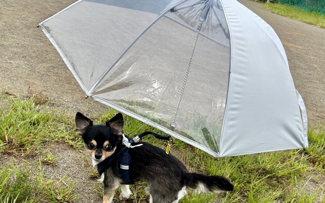 【Walking with Dogs】3COINS' "Walking Umbrella" and "Disposable Roll Shoes" make care on rainy days easier