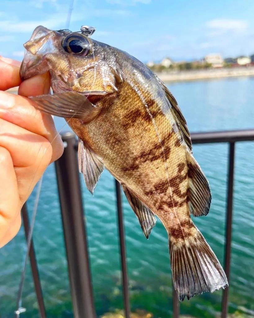 【釣り】ひと塗りで釣果アップ!? リグに命を吹き込むスーパーブースターの効果やいかに