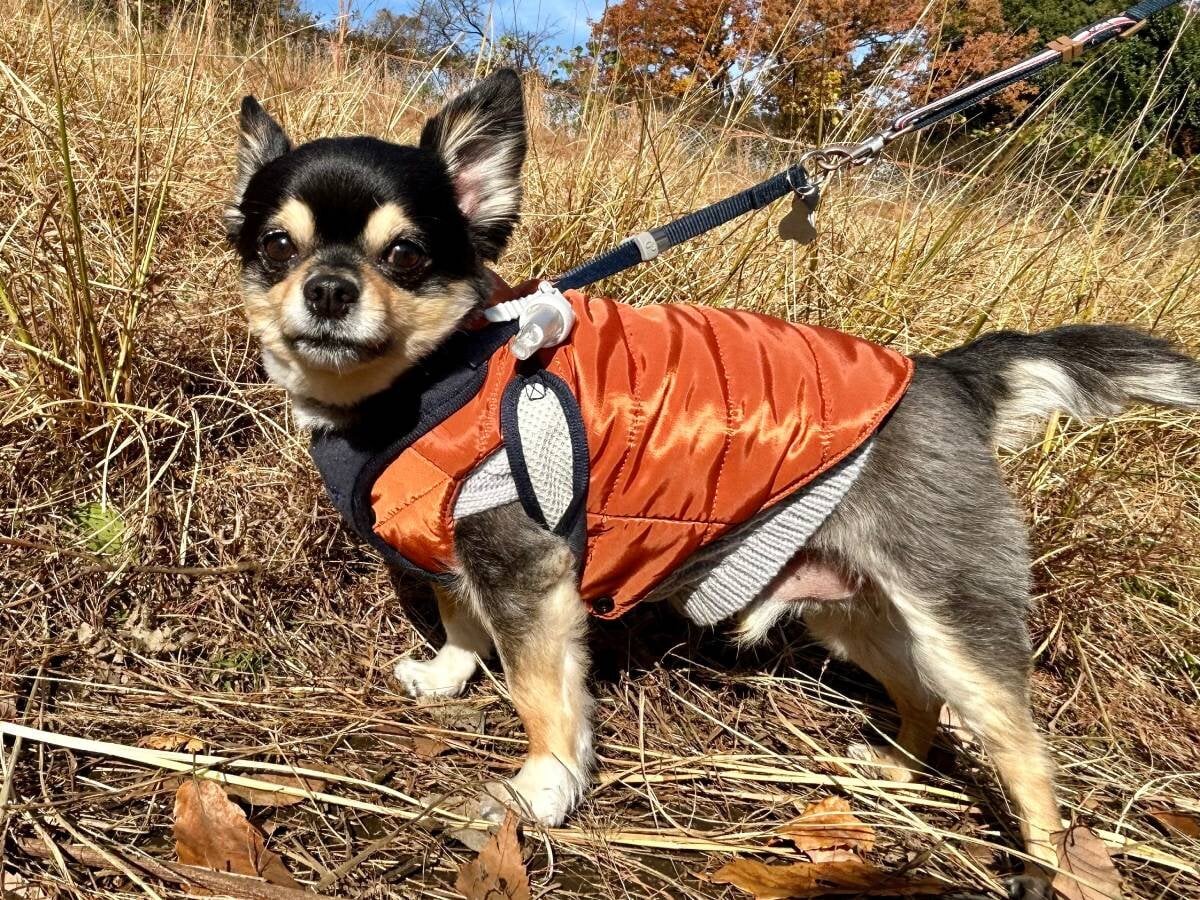 【防寒】全部揃えても1540円! ダイソーのペットウェアで寒がりな愛犬にコーディネート