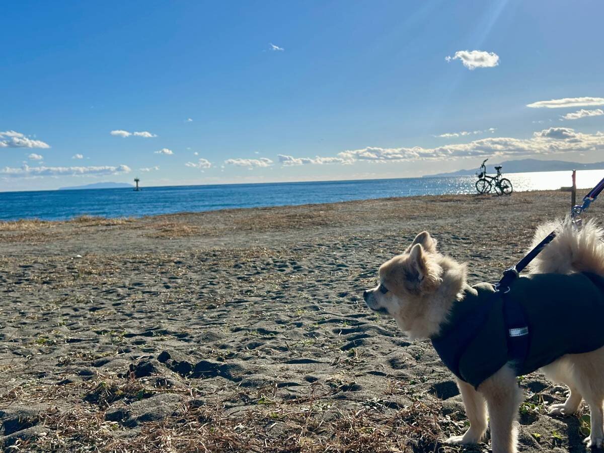 [With my beloved dog] I enjoyed a seaside walk and a shirasu bowl at the "Hiratsuka Sea Terrace" in Hiratsuka City, Kanagawa Prefecture