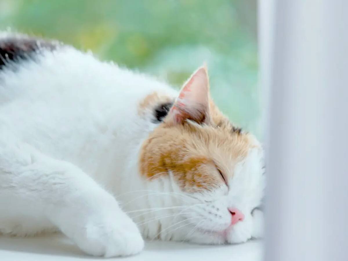 【ペット】愛猫家ライターも注目！リクシル開発の“触れず”に呼吸をチェックする最新デバイス