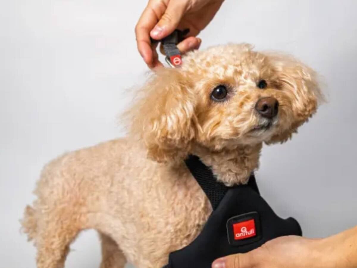 【Walk】A writer who loves dogs is also interested! A harness that gently holds without putting pressure on the trachea