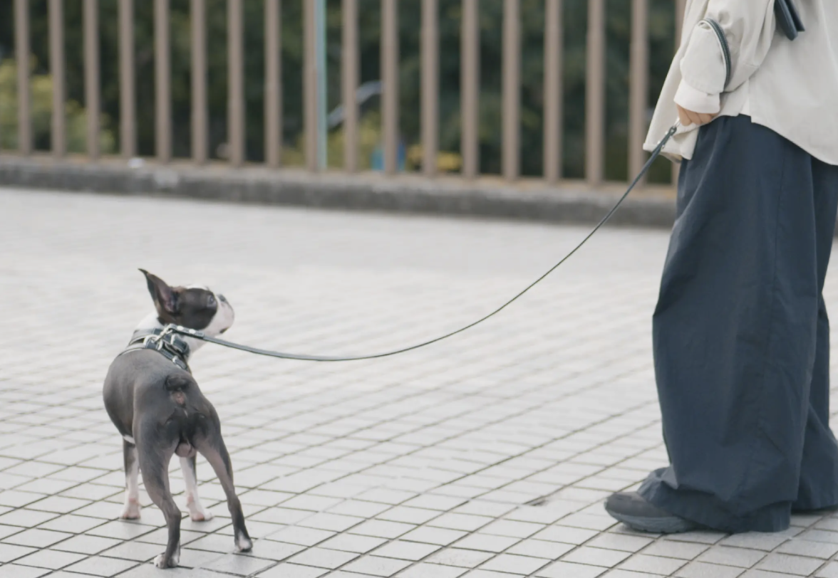 【ペット】愛犬想うやさしい着け心地！土屋鞄の元デザイナーが手がけた首輪＆ハーネス