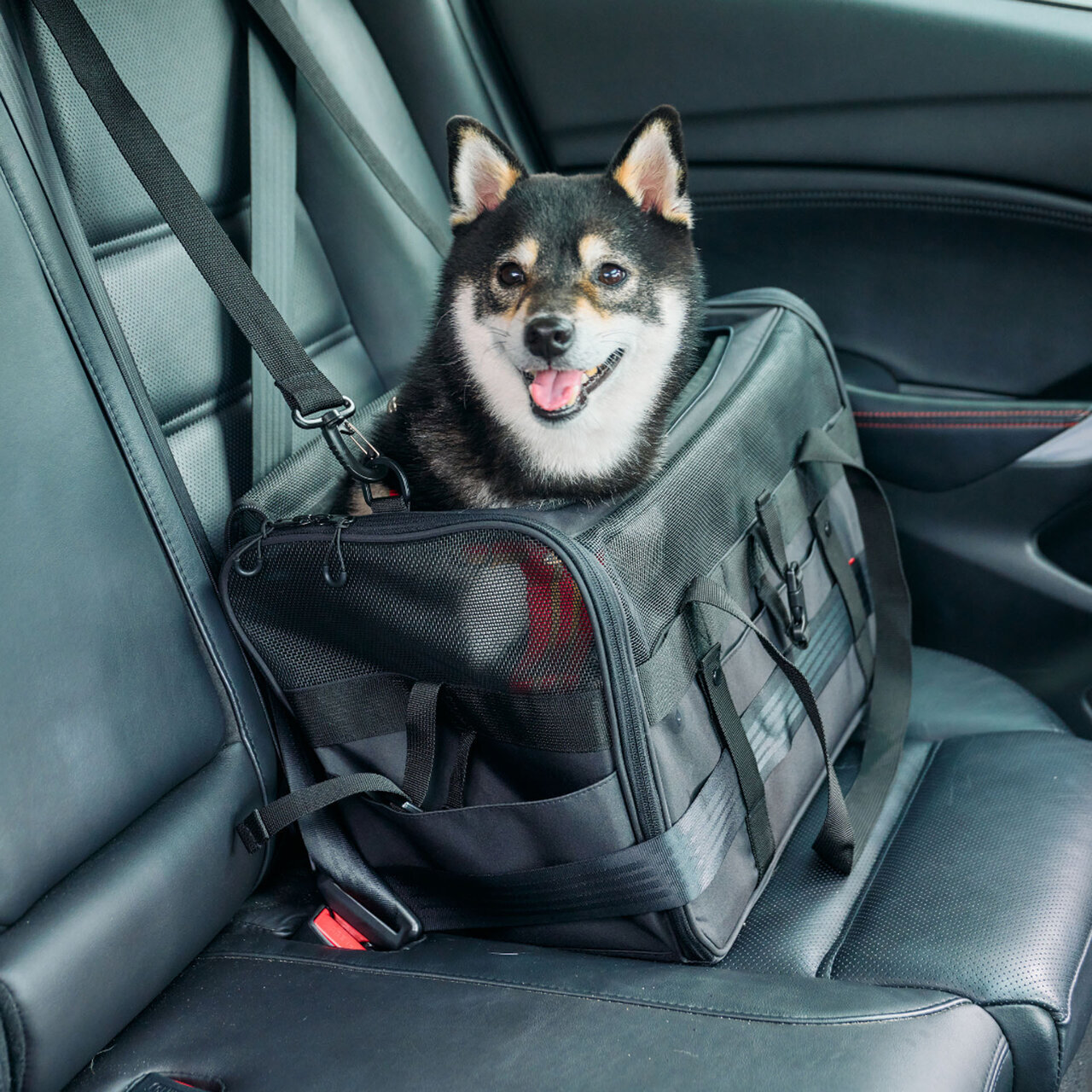 【Outing with Your Dog】Whether by Car or Bike! A Drive Carrier That Reduces the Impact of Sudden Braking