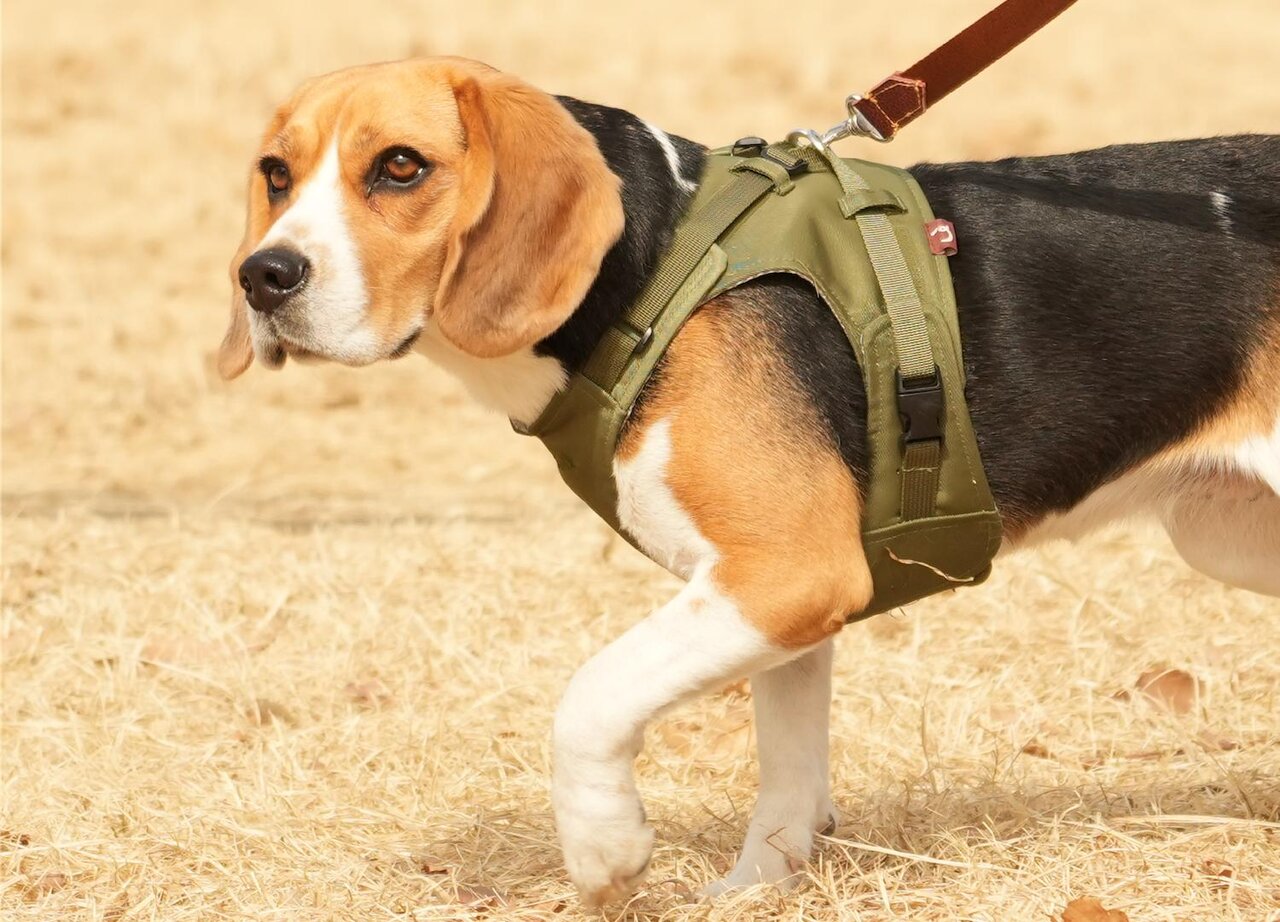 【愛犬】Vネック＆4点ベルトでやさしく包む！革新的ドッグハーネスが心地いい理由