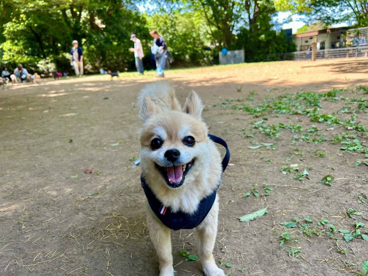 【ペットとのお出かけ】広大な東京・昭和記念公園で愛犬とドッグラン & 園内散策を満喫