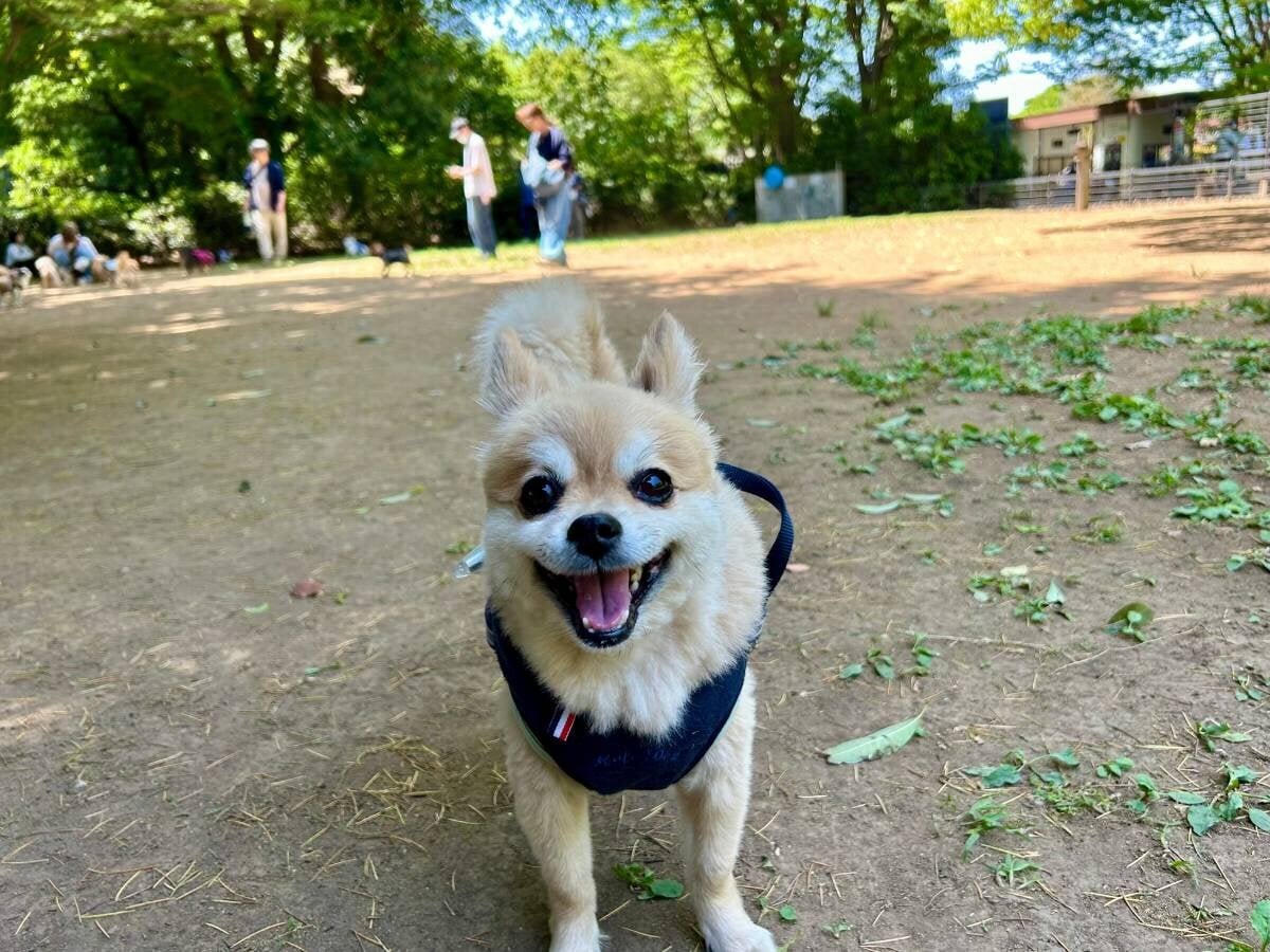 【Going out with pets】Enjoy a dog run & park stroll with your beloved dog in the vast Showa Kinen Park in Tokyo.
