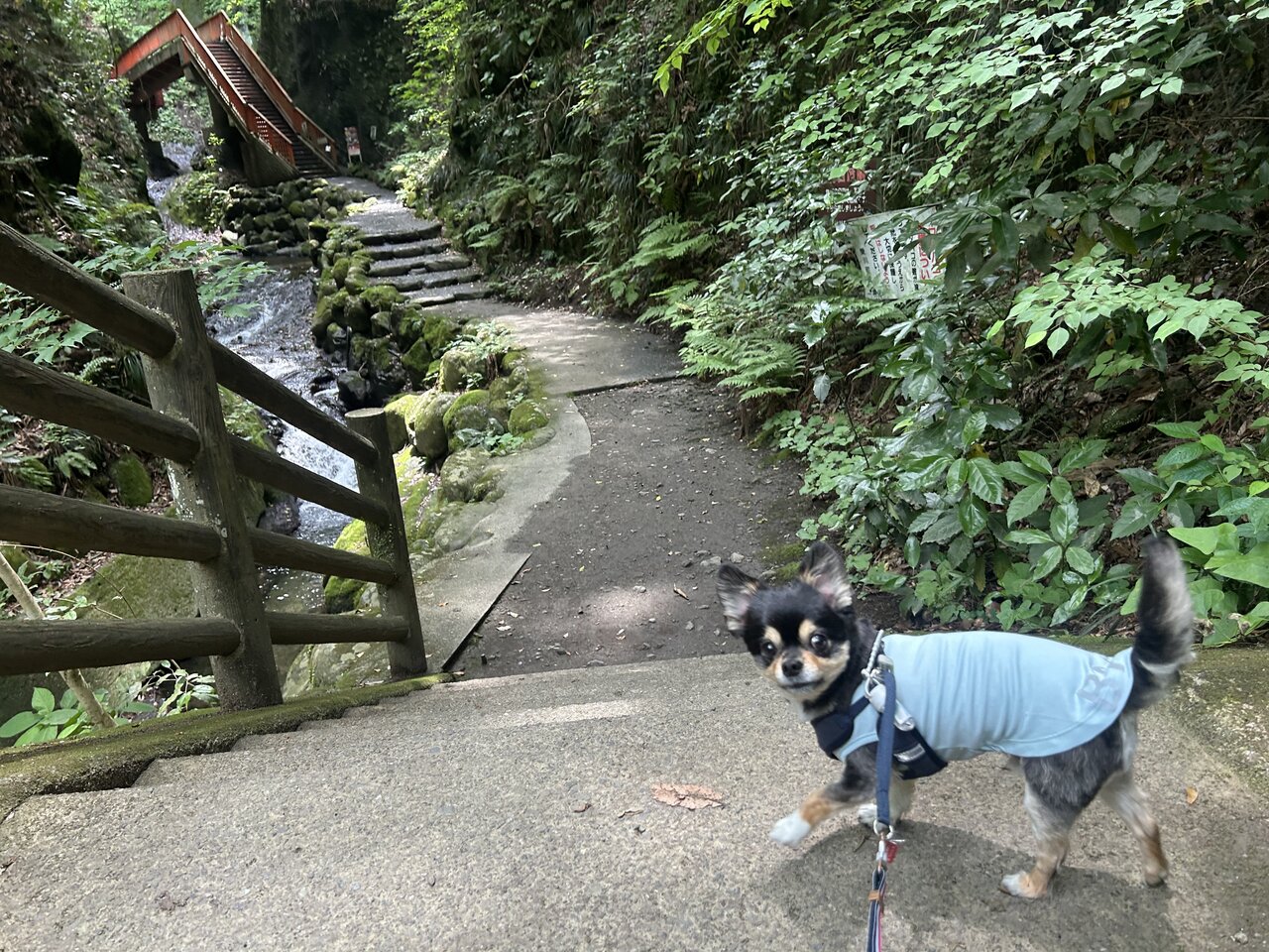 【涼を求めて】暑がりな愛犬も大満足！神奈川県愛川町の秘境「塩川滝」にやってきた