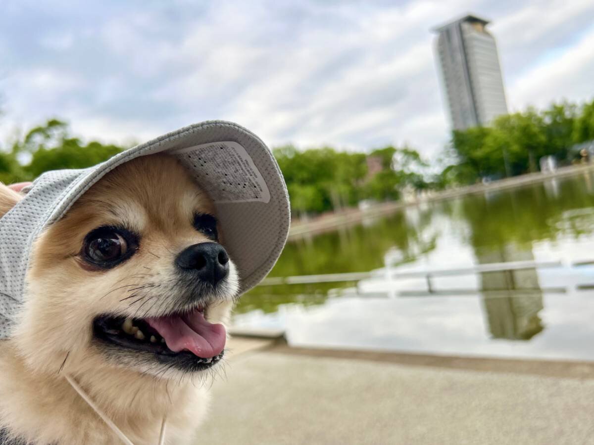 【ペットの暑さ対策】東京・多摩中央公園で3COINSの愛犬用避暑グッズを試してみた