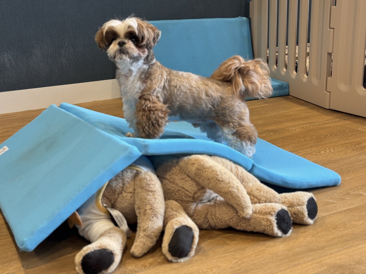 【Your Dog's Health】During the rainy season and extreme heat days! Here's why the "foldable mat" can solve your dog's lack of exercise