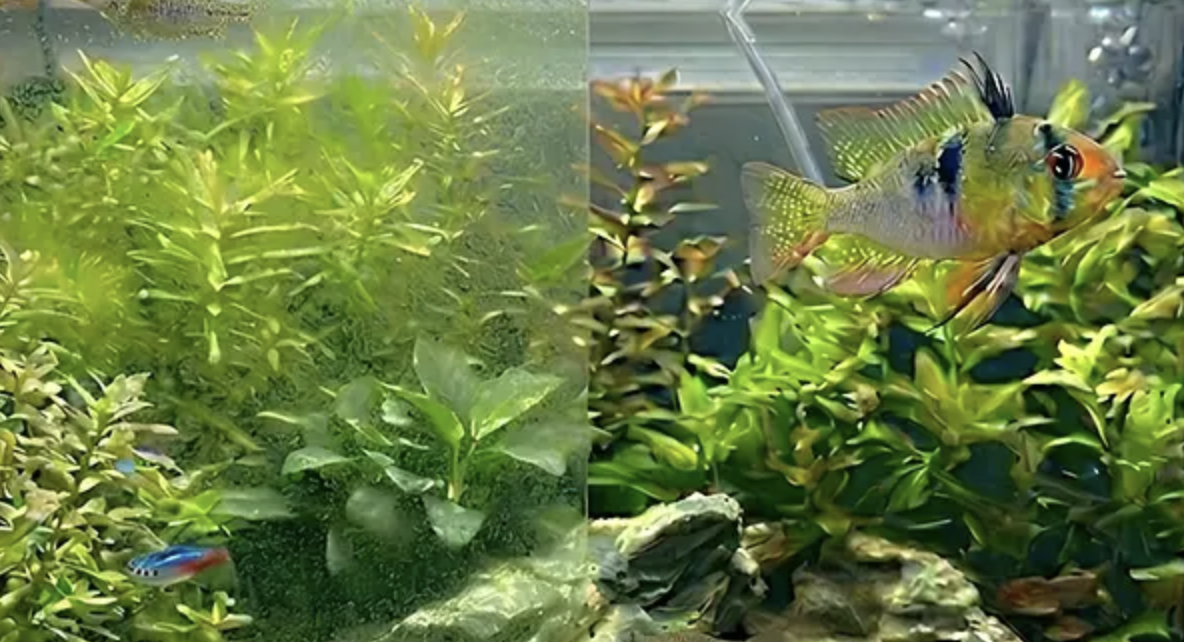 【Hobby】Surprised by the Before and After! What is the "Magnetic Cleaner" that removes algae just by sliding?