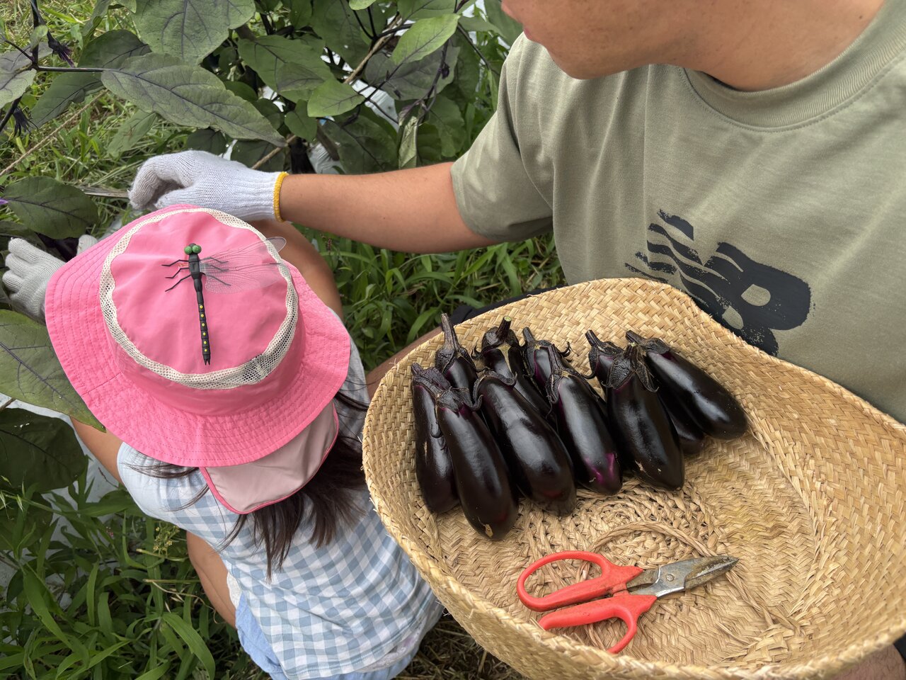 【収穫体験】500円で夏野菜！ 農薬不使用の「都筑ハーベスト南畑」で家族と過ごす休日