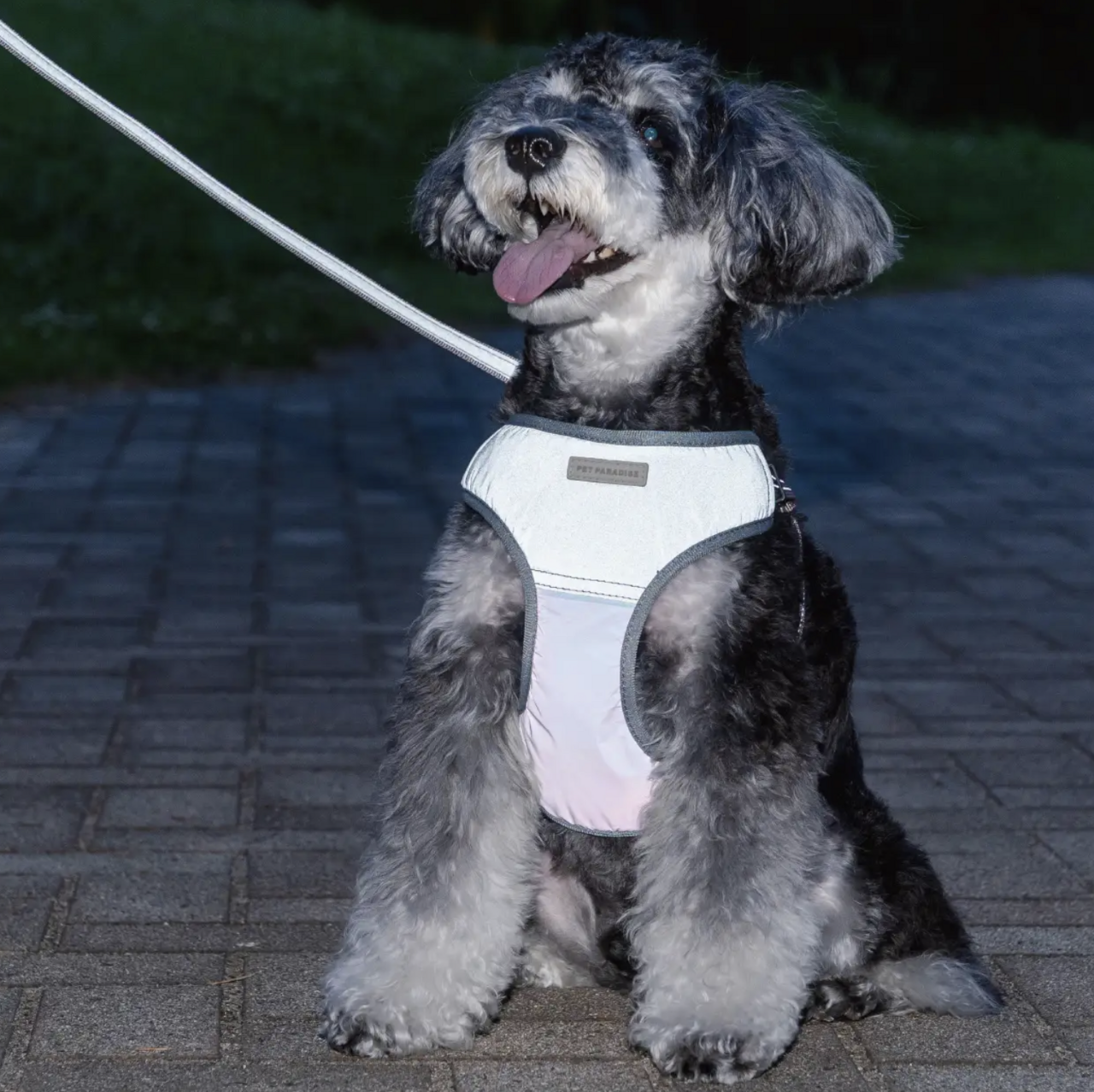 【愛犬と散歩】夜間＆早朝派は必見！超反射切り替えハーネス＆リードで存在アピール