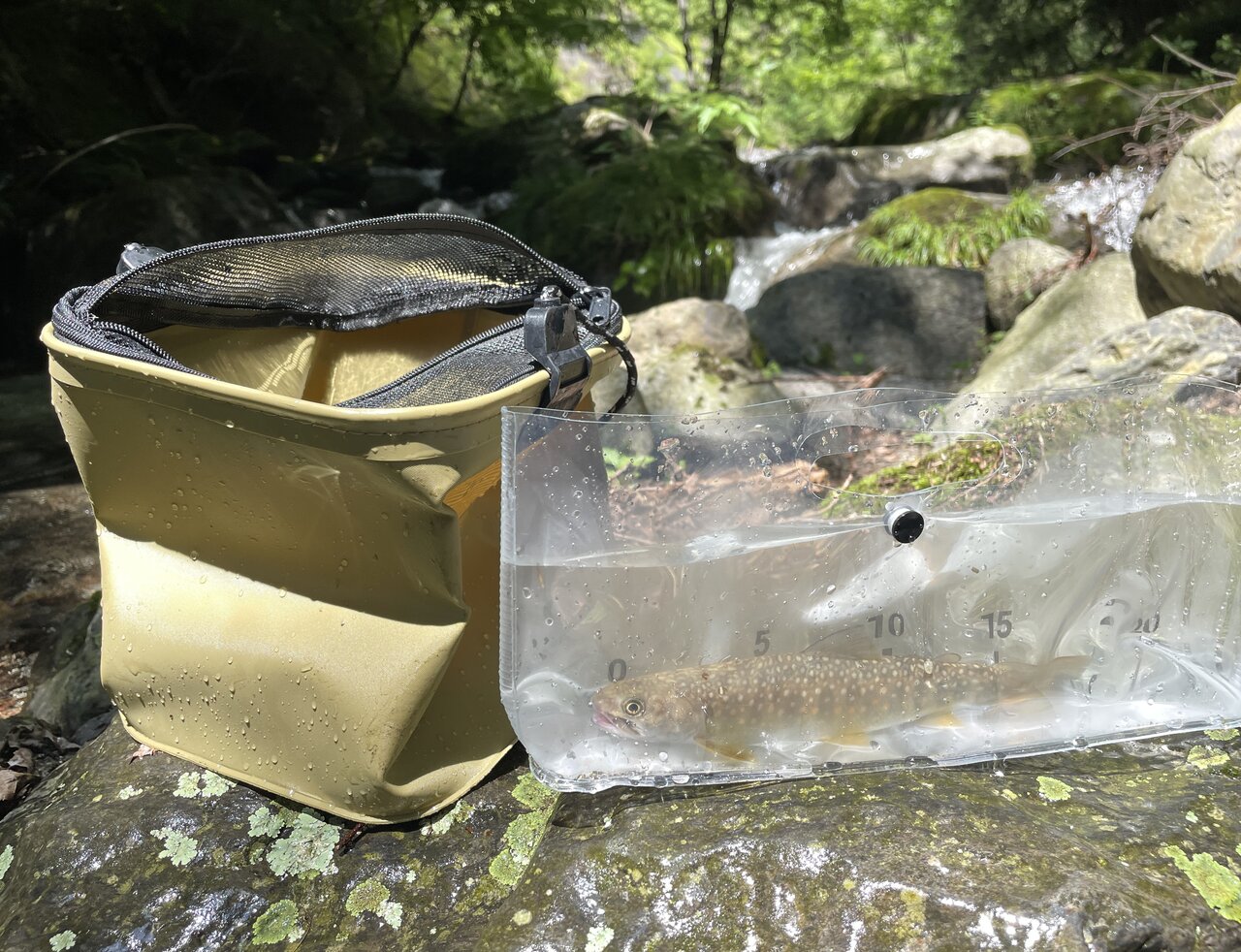【自由研究】ダイソーの「お魚計測ケース」と「釣り用活かしバケツ」で夏休みの思い出作り