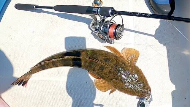 【Fishing】From sea bass and flatfish to medium-sized blue fish! A "practical" rod that handles everything in a multi-functional way.