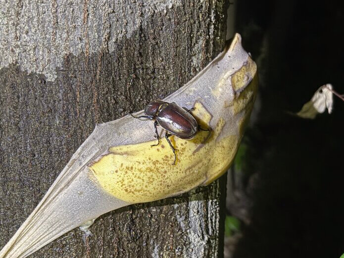 【Independent Study】Challenge to collect beetles with a trap made of bananas and shochu! This will ensure your summer homework is perfect