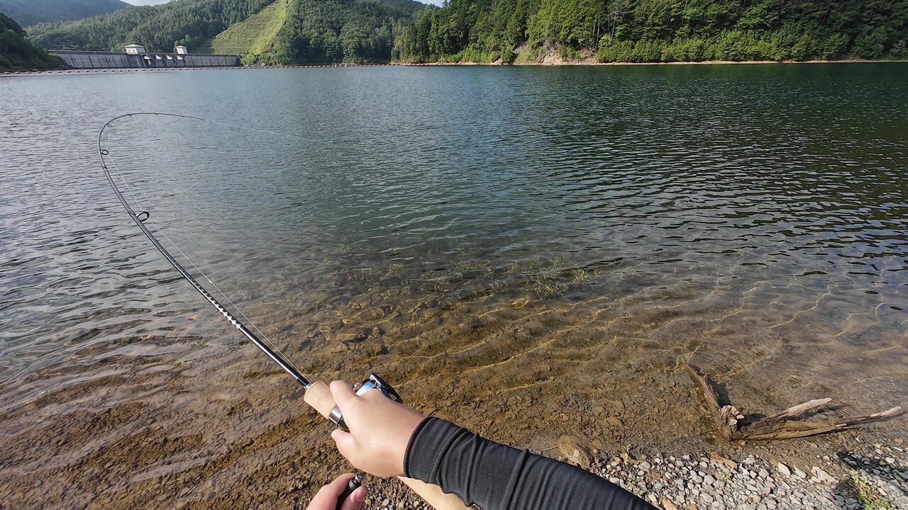【涼しい】山梨県甲府の標高約1500ｍに位置する「乙女湖（琴川ダム）」で巨大ヤマメを狙う