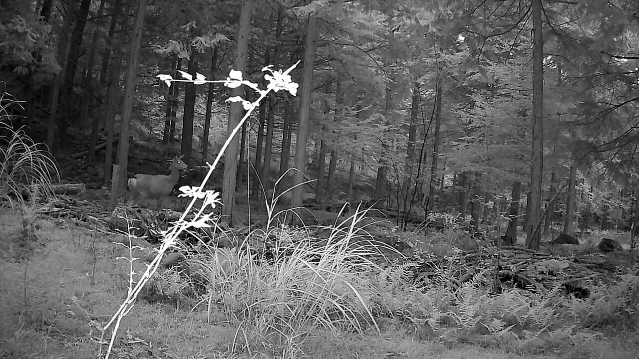 Setting up a "trail camera" at a campsite in the mountains purchased on Amazon, can we capture wildlife?