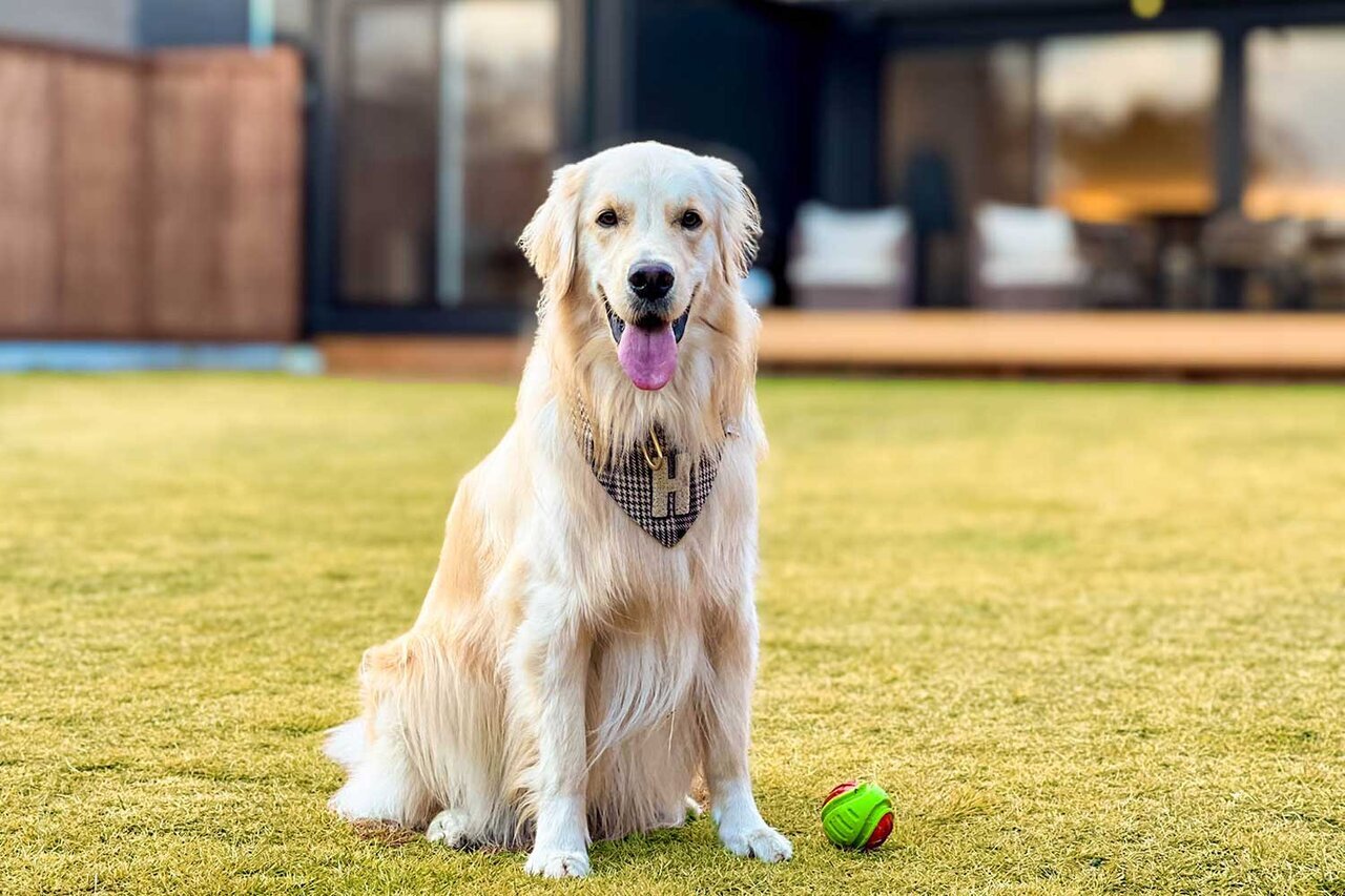 【With your dog】 Three resort outings you can enjoy with your dog this autumn.