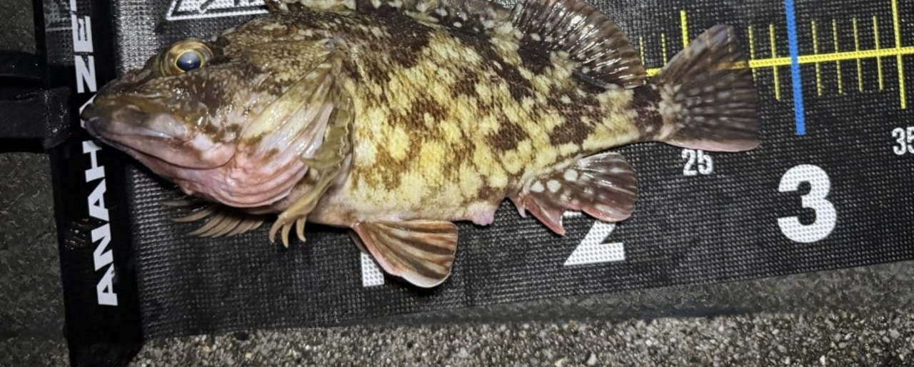 [Fishing] Crisp sizes even in the dark! A fishing measure that you can measure instantly when spread out