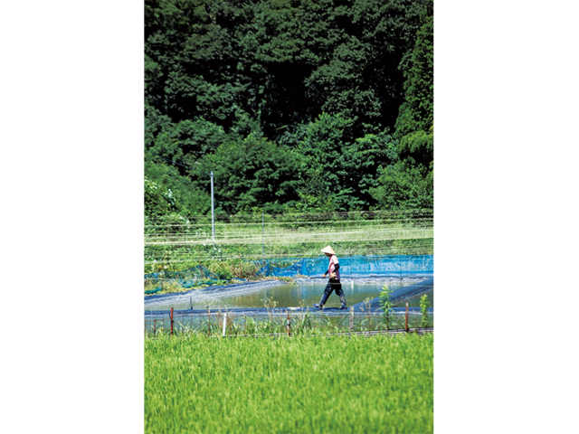 金魚を育てるのが大好き 田んぼで金魚 の楽しい毎日 Sotokoto Online ソトコトオンライン 未来をつくるsdgsマガジン 金魚を育てるのが大好き 田んぼで金魚 の楽しい毎日 Sotokoto Online ソトコトオンライン 未来をつくるsdgsマガジン