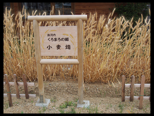脱プラスチック製品である「麦ストロー」を、道の駅 奥河内くろまろの郷が地域連携して製造。