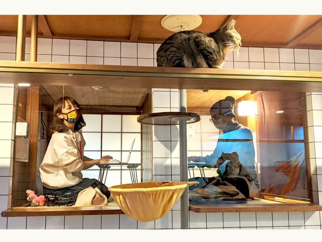 保護猫をまったり愛でながらテレワークできる 猫と泊まれるホテルの新サービス 猫旅籠ワーク Sotokoto Online ソトコトオンライン 未来をつくるsdgsマガジン 保護猫をまったり愛でながらテレワークできる 猫と泊まれるホテルの新サービス 猫旅籠ワーク Sotokoto Online ソトコトオンライン 未来をつくるsdgsマガジン