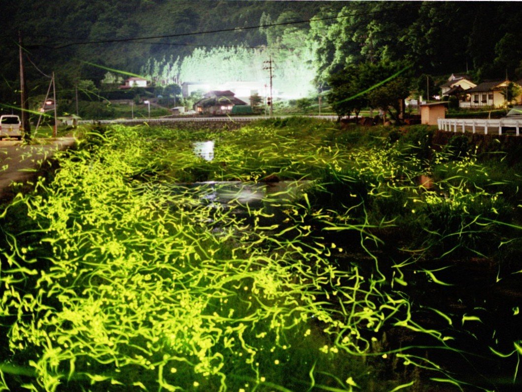 「福地」って“ふくち”じゃないの⁈ 岡山県高梁市にある蛍のまち。地名に込められた願いとは