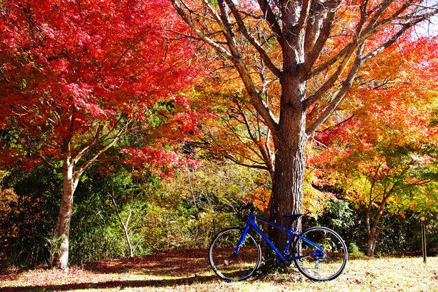 まだ間に合いますよ 四方木なら 関東イチ遅い紅葉スポットを紹介 Sotokoto Online ソトコトオンライン 未来をつくるsdgsマガジン まだ間に合いますよ 四方木なら 関東イチ遅い紅葉スポットを紹介 Sotokoto Online ソトコトオンライン 未来をつくるsdgsマガジン