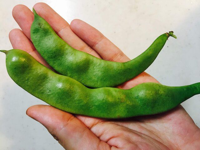 野菜 Sotokoto Online ソトコトオンライン 未来をつくるsdgsマガジン 野菜 Sotokoto Online ソトコトオンライン 未来をつくるsdgsマガジン