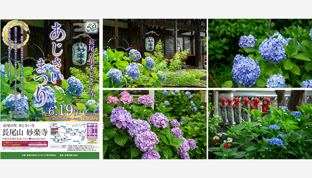 開催 6月19日 父の日 は 紫陽花 鑑賞がおすすめ 川崎市屈指のあじさいの名所 長尾山 妙楽寺 Sotokoto Online ソトコトオンライン 未来をつくるsdgsマガジン 開催 6月19日 父の日 は 紫陽花 鑑賞がおすすめ 川崎市屈指のあじさいの名所 長尾山 妙楽寺 Sotokoto Online ソトコトオンライン 未来をつくるsdgsマガジン