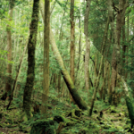 無意識の細部と、樹海|大和田 良×山梨県南都留郡鳴沢村