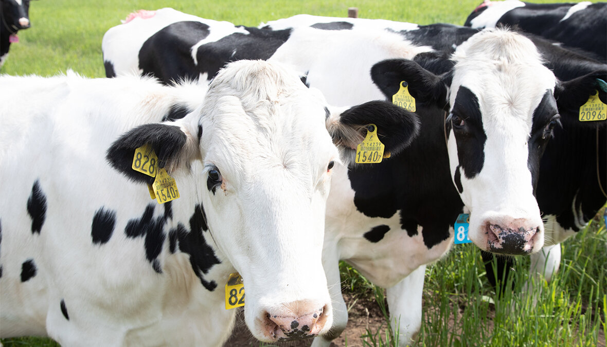 牛乳生産の環境負荷を算定し、酪農家の新たな収入源に。明治・農林水産省・味の素が目指す持続可能な酪農
