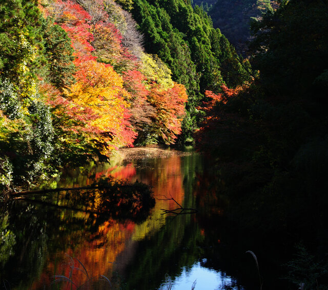 鴨川市四方木錦沼