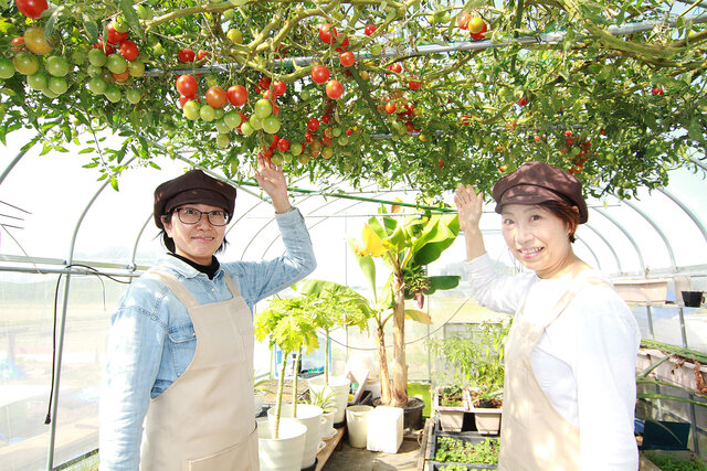 トマト摘みも体験できる