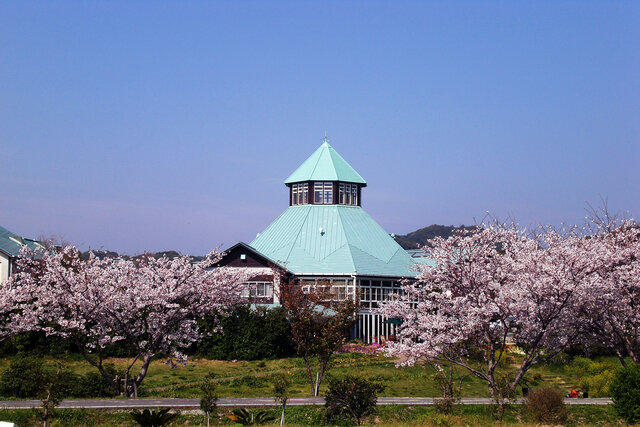 道の駅とみうら枇杷倶楽部と桜