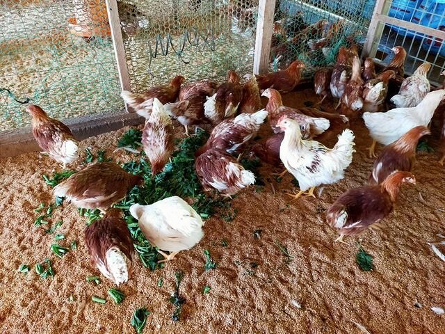 野菜を食べるニワトリたち