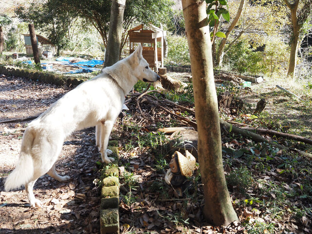 相棒の犬、ホワイトスイスシェパード