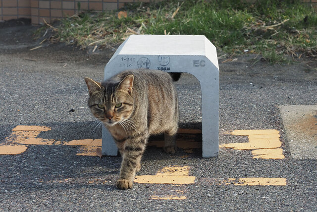 源頼朝上陸地駐車場にいた猫