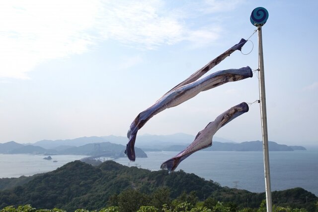 サワラのぼり うずの丘