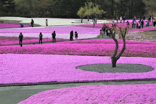「富士芝桜」風景