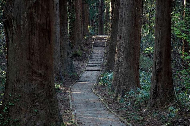 山形県鶴岡市。羽黒山の参道