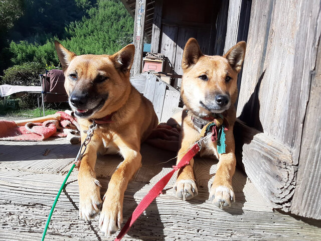 親子犬
