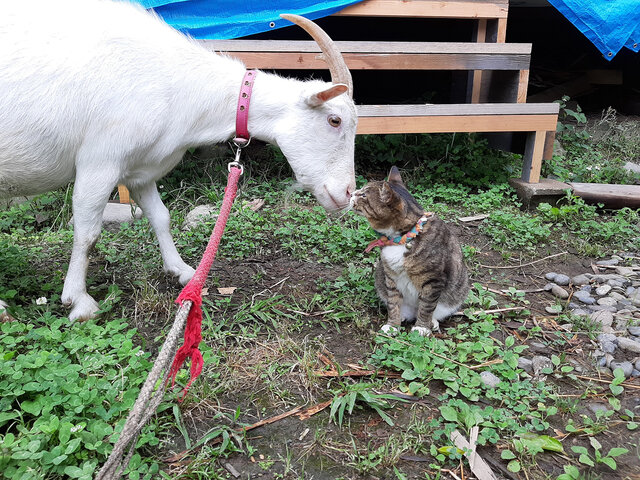 ヤギのひじきと猫のワラワラ