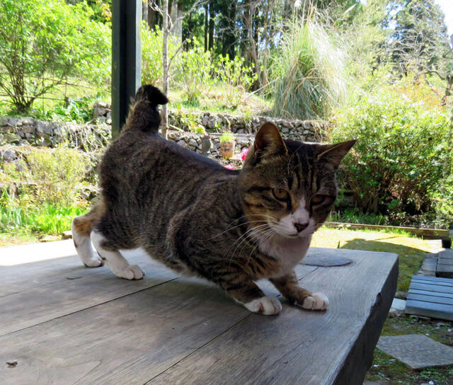 猫