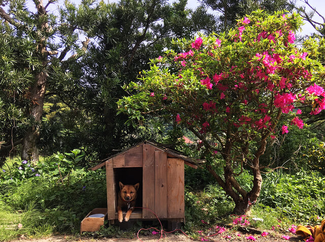 家の前で番犬を務めるあわ