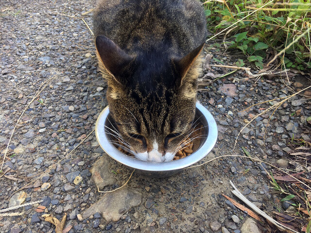 エサを食べる猫のワラワラ