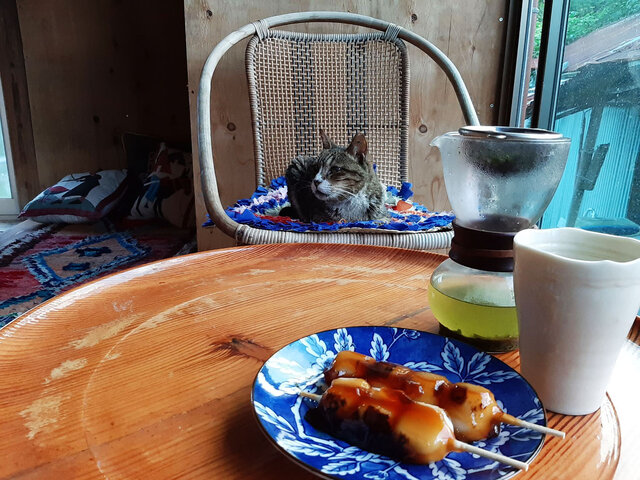 縁側でお茶する私に付き合う猫のワラワラ