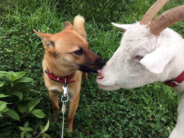 犬のあわとヤギのひじき